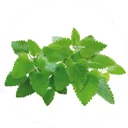 Groene blaadjes van kattenkruid, een munt met een zachte geur