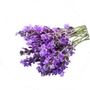 Bosje verse lavendel in volle bloei
