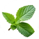 Verse groene blaadjes met fijn gekartelde randen