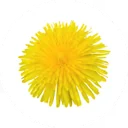 Gele paardenbloem, recht van boven gefotografeerd
